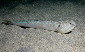 Komodo 2016 - Painted Grinner or Snakefish - Anoli serpent - Trachinocephalus trachinus or myops - IMG_7240_rc